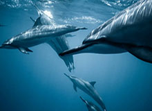 华体会体育：点亮你的赛事激情，成就你的体育梦想